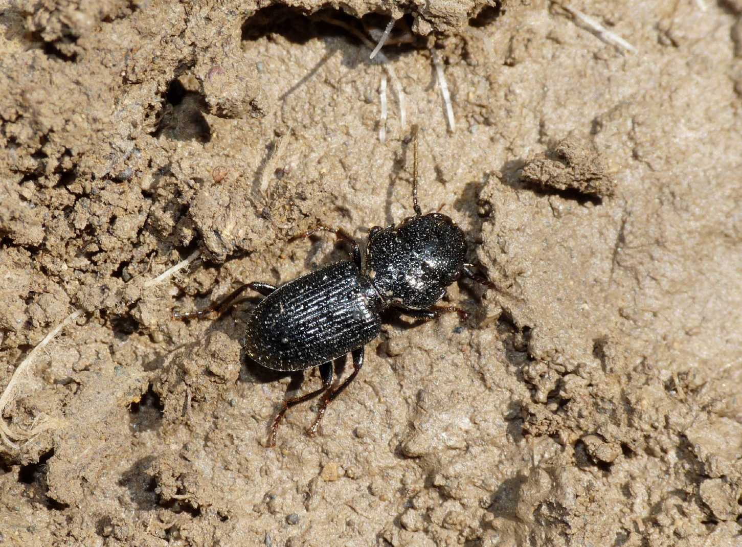 Carabidae (Ditomus clypeatus)